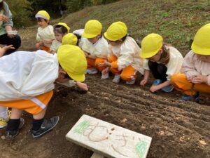 年少　むぎ畑に小麦の種蒔き